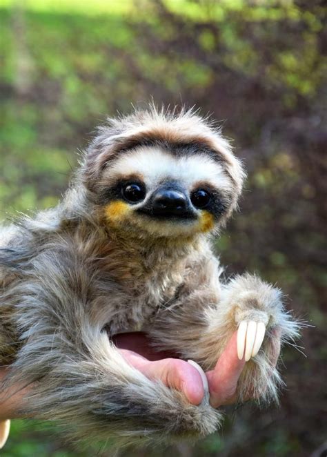 Sloth Etsy In 2021 Cute Sloth Pictures Cute Baby Sloths Sloth