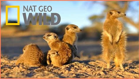 Documentary National Geographic Wild Kalahari Bbc