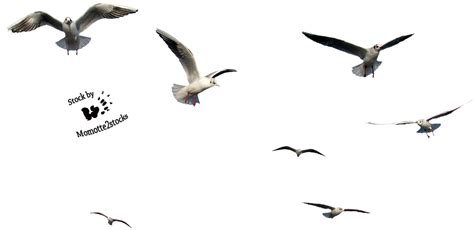 Cut Out Stock Png 45 Seven Flying Seaguls By Momotte2stocks On Deviantart