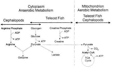 Carbohydrates provide fuel for the central nervous system and energy for working muscles. Quality and quality changes in fresh fish - 5. Postmortem ...