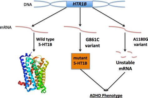 The Genetics Of Adhd A Review Of Polymorphisms In Neurotransmitter
