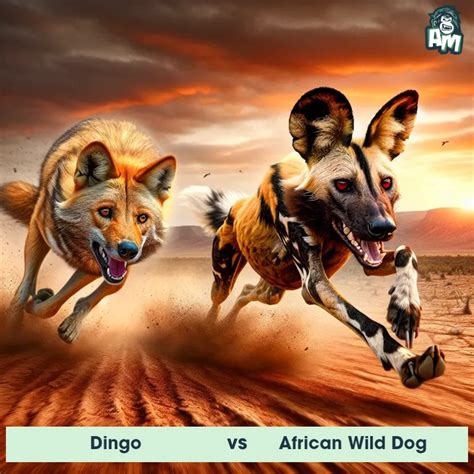 Dingo Vs African Wild Dog See Who Wins Animal Matchup