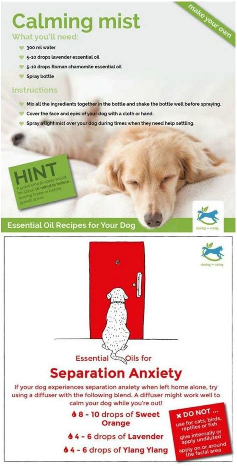 Natural Dog Anxiety Treatments That Work The Whoot Dog Anxiety