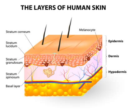 Skin layers skin has 3 layers 1. Understand How The Skin Layers Work For Repair