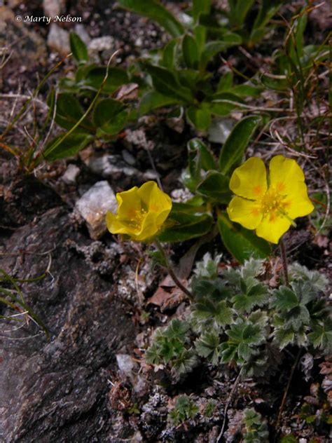 Yellow Wildflower Blooming In The Alaskan Tundra Of Denali National