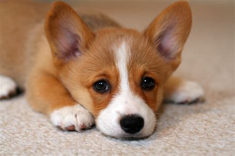 5 Reasons Why Corgi Puppies Are The Best And 25 Pictures That Prove