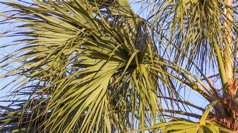 Floridas State Tree ‘sabal Palmetto Palm In Sun City Center Sun