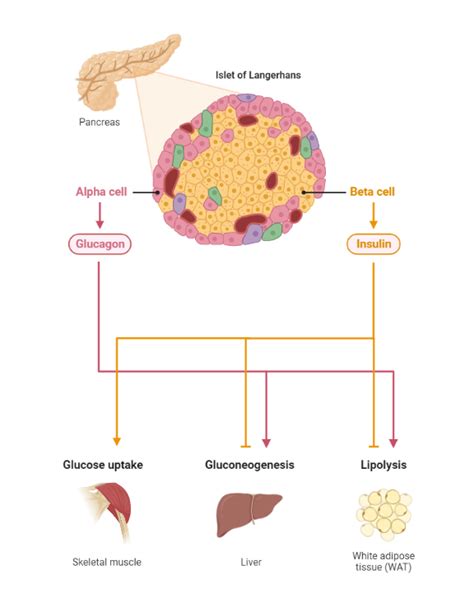 Mechanism Of Action Of Insulin In Diabetes Mellitus My Endo Consult