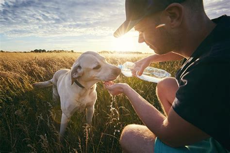 Despite the increase in urination, toxins won't be eliminated as well as they had prior to the kidney disease. 7 Tips for a Healthy and Happy Dog | Lucky Dog Pet Lodge