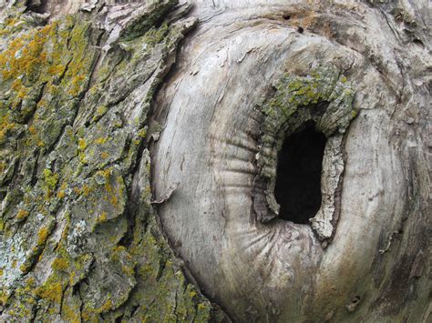 Free Images Tree Rock Wood Hole Trunk Bark Formation Natural