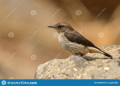 Arabian Wheatear Oenanthe Lugentoides Birds Of The Middle East Stock