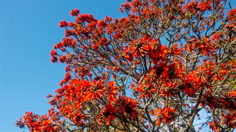 Red All Over Why The Coral Is An International Celebri Tree The