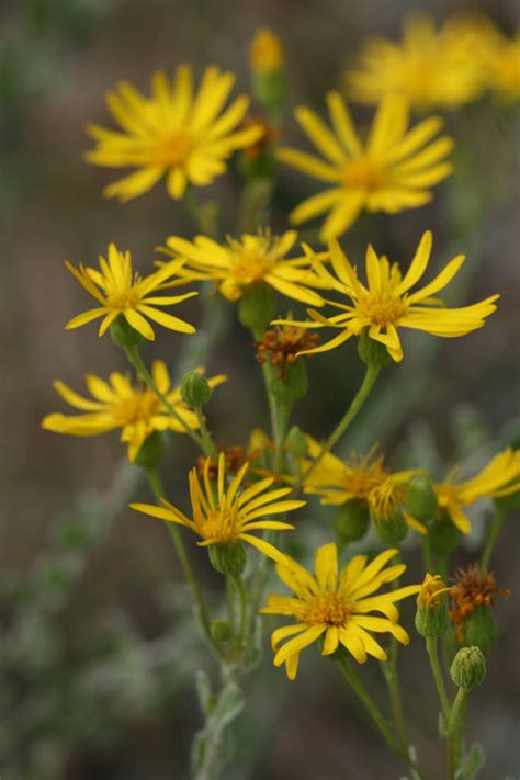 Florida native trees ‹ south florida state college museum of art and culture these pictures of this page are about:native south florida flowering trees. Native Florida Wildflowers: Florida goldenaster ...