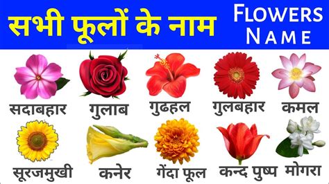 All Flowers Name Hindi And English फूलों के नाम Flowers Name Name Of