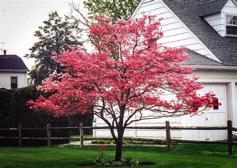 Red Flowering Dogwood Tree For Sale Dogwood Trees Outdoor Plants The