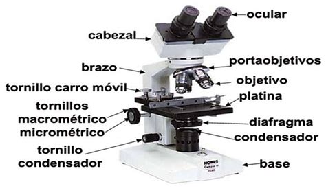 Microscopio Optico Y Sus Partes SexiezPix Web Porn
