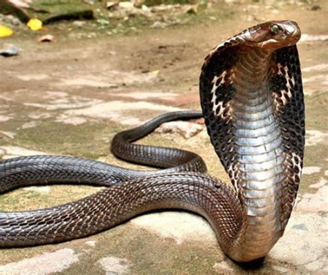 10 Interesting King Cobra Facts My Interesting Facts