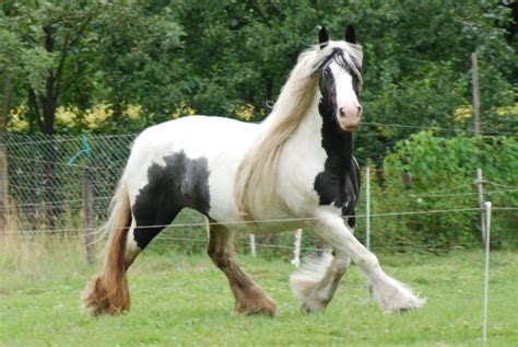 Amazing Gypsy Horse Infy World
