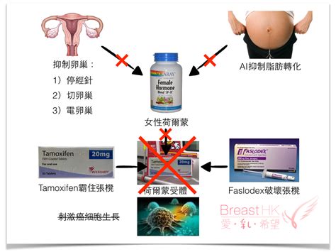 荷爾蒙受體陽性乳癌 Breast Cancer Hk 香港的乳癌治療資訊