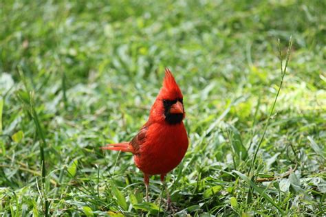 A Hawaiian Cardinal At Waianapanapa State Park Flickr Photo Sharing
