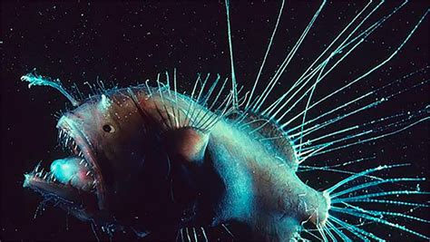 Angler Fish Deep Sea Creatures Fish