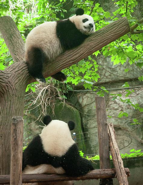 Panda Friends Photograph By Gary Mcbrine Fine Art America