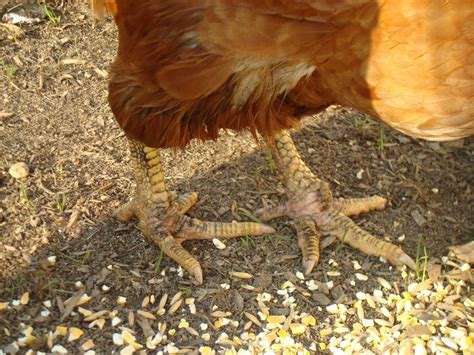 Scaly Leg Mites In Chickens Cause Treatment And Prevention Artofit