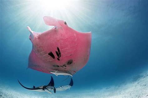 A Manta Ray Swims In The Ocean With Another Manta Ray Behind It