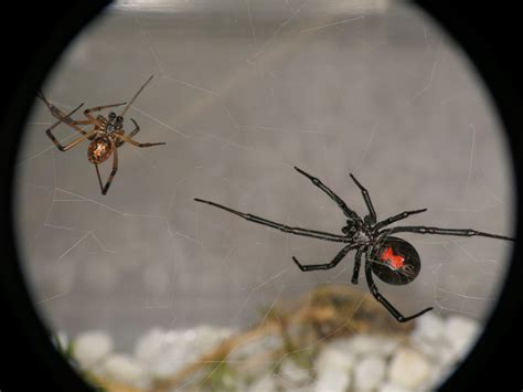 Male Black Widow Spider Identification