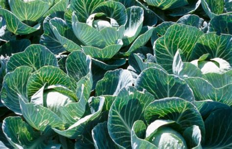After the 'water check', each leaf should be visually inspected. Home Remedies for Getting Rid of the Bugs in Cabbage ...