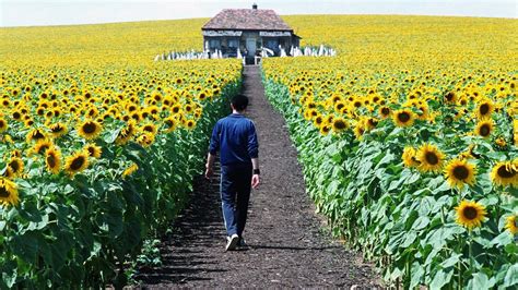 Everything Is Illuminated 2005 Filmfed Movies Ratings Reviews