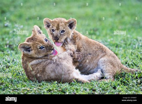 African Lion Cubs Playing Around 10 Weeks Old Big Marsh Ngorongoro