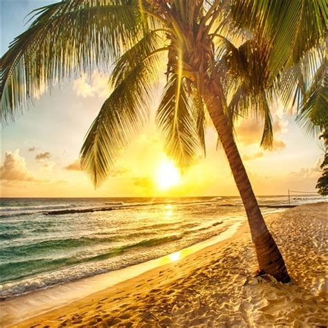 6x6ft Seaside Sunset Background Beach Palm Tree Landscape Backdrop