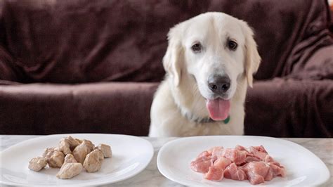 Do Golden Retriever Eat Meat Golden Bailey Dogs