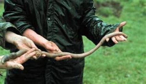 Worlds Longest Worm Giant Gippsland Earthworm Earthworms