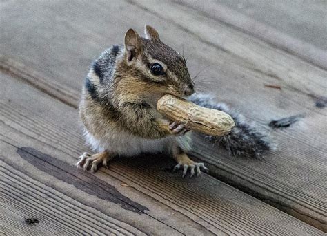 Cheeky Chipmunk Ontario Canada Photograph By Venetia Featherstone