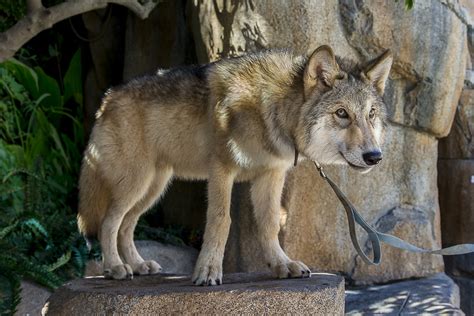 Shadow The Wolf Pup San Diego Zoo Flickr