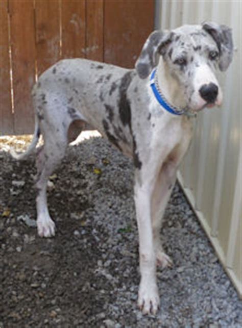 Great dane puppies born on october, i have males and females, will be ready for their new home on december. Great Dane Rescue in Ohio: Harlequin Haven Great Dane ...