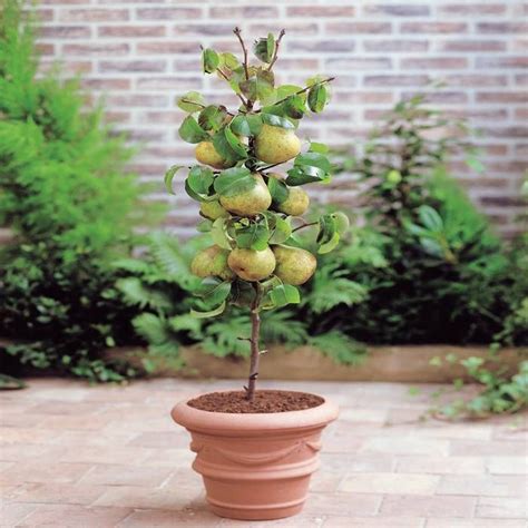 Buy Dwarf Pear Tree Doyenne Du Comice Affordable Gardens4youeu