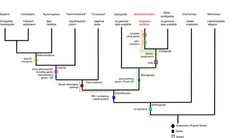 Arthropod Phylogenetic Tree With Nematode Outgroup