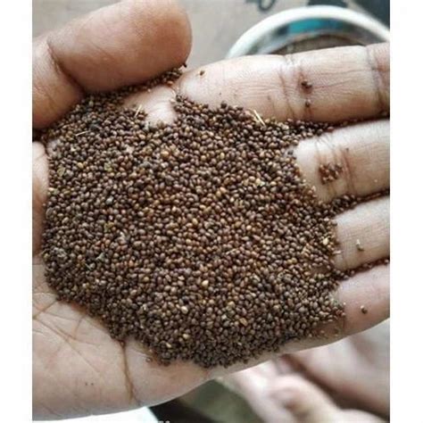 Brown Rama Tulsi Basil Seed Seeds Packaging Type Bag At Rs 205kg In