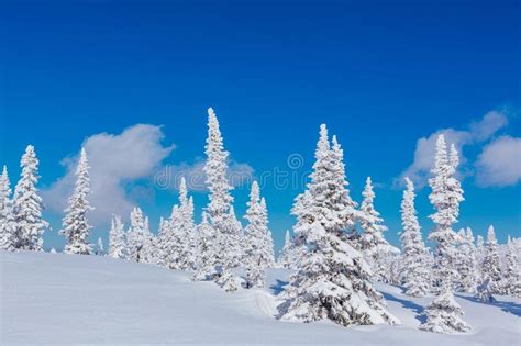 Beautiful Winter Landscape With Snow Covered Trees And Blue Sky Stock
