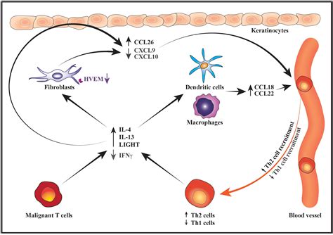 Frontiers Cellular Interactions And Inflammation In The Pathogenesis