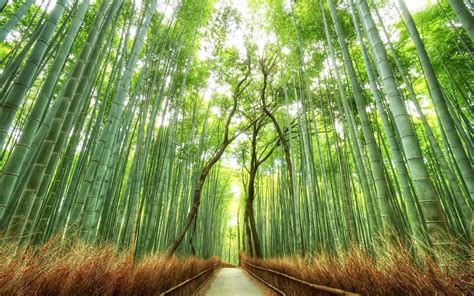 Scarica sfondi il giappone la foresta di bambù di bambù foresta percorso giappone monitor