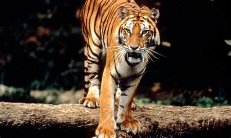 Busted Tiger Poaching Ring Taken Down In Sumatra Environews The