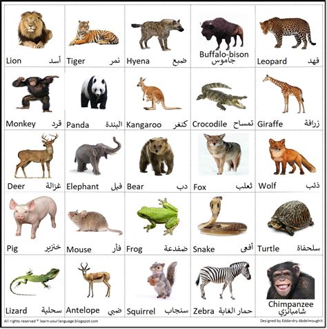 اسماء الحيوانات الثدييات
