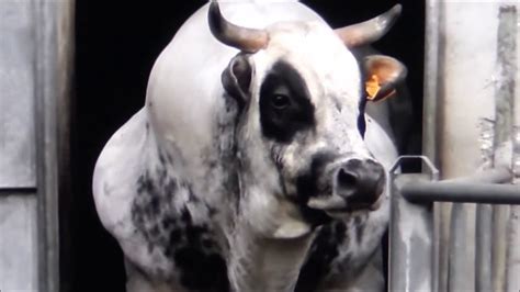 Il Toro Piemontese Piedmontese Bull 27 12 2019 Youtube