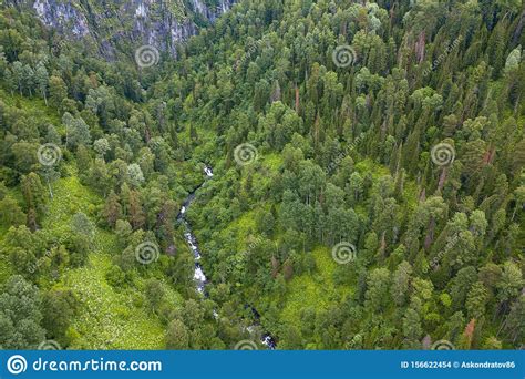 Aerial View Of Forest With A Lot Of Green Coniferous Trees Between
