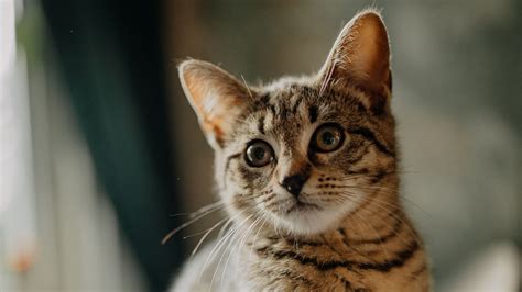 Download Wallpaper 1920x1080 Cat Kitten Glance Ears Cute Full Hd Hdtv Fhd 1080p Hd Background