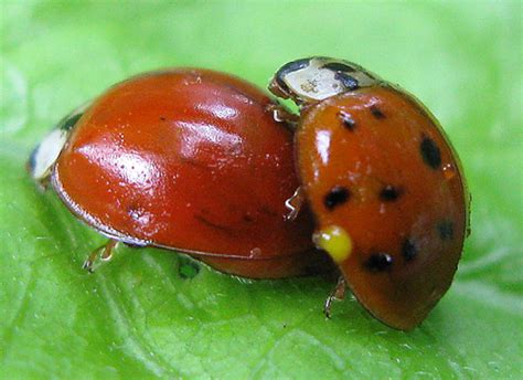 Ladybugs Mating Harmonia Axyridis Bugguidenet